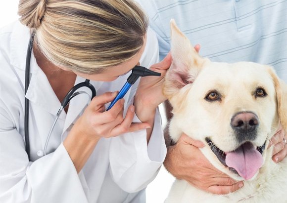 Veterinary Instruments